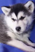 Siberian Husky Puppies Available