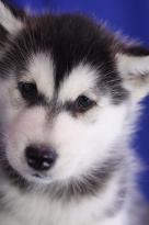 Siberian Husky Puppies for Adoption