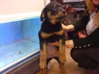 Special little Rottweiler puppies