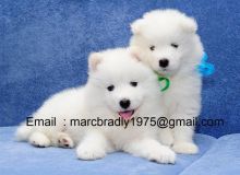 Talented ckc Samoyed puppies ready -