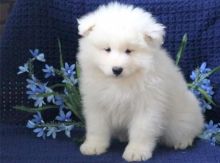 Talented ckc Samoyed puppies ready -