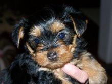 Teacup Yorkie Puppies for Re-homing