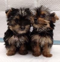 Two Cute Teacup Yorkie Pups