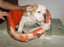 Two Healthy Tiny English Bulldog Puppies