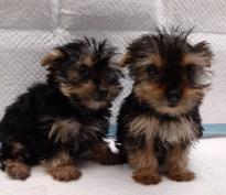 Two Yorkie Pups