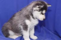 Well Trained Siberian Husky Pups for Adoption