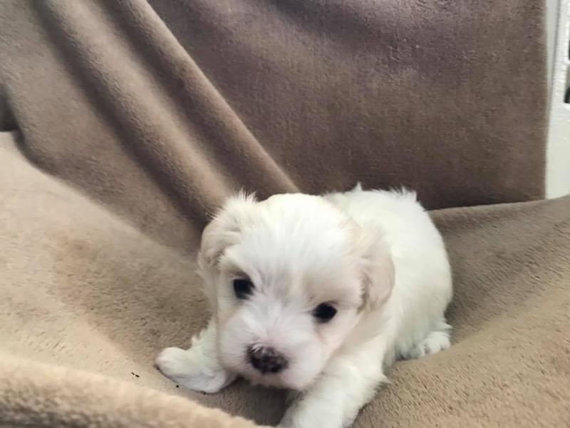 Adorable Maltese Puppies Image eClassifieds4u