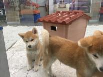 akita for sale. Image eClassifieds4u
