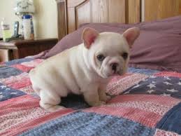 French Bulldog Puppies Image eClassifieds4u