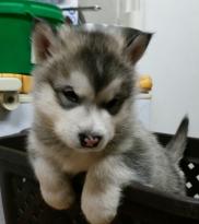 Adorable CKC Female Siberian Husky Puppies Image eClassifieds4U