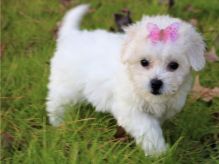 Bichon Frise puppies Image eClassifieds4U