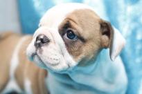 English Bulldog puppies for Adoption Image eClassifieds4U