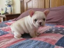 French Bulldog Puppies Image eClassifieds4U