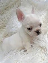 French Bulldog Puppies for Adoption Image eClassifieds4U