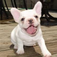 French Bulldog pups Image eClassifieds4U