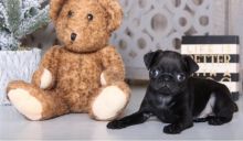 Male and female Pug Puppies Image eClassifieds4u 3