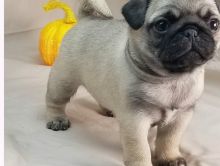 Male and female Pug Puppies Image eClassifieds4u 2