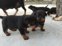 Male and female Rottweiler puppies for pet lovers. Image eClassifieds4U