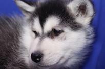 Male and Female Siberian Husky Pups Image eClassifieds4U