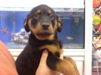 Marvelous Rottweiler for adoption Image eClassifieds4u 2