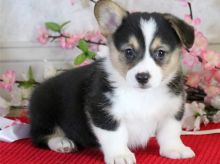 Pembroke Welsh Corgi puppies Image eClassifieds4u 2