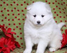 Talented ckc Samoyed puppies ready - Image eClassifieds4u 2