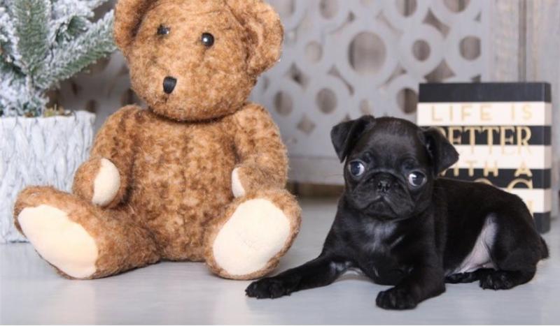 Male and female Pug Puppies Image eClassifieds4u