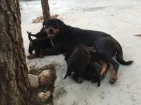 Special little Rottweiler puppies Image eClassifieds4u