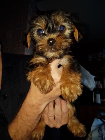 Tiny Yorkie Puppies for Sale Image eClassifieds4u