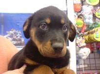 Top Quality Rottweiler Puppies Image eClassifieds4u