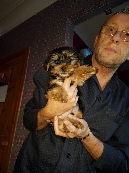 Yorkie Puppies Available for Re-homing Image eClassifieds4u