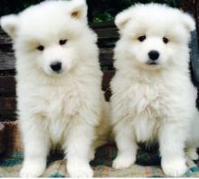 Samoyed Male and Female puppies for Adoption.