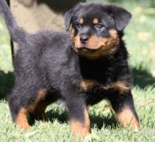 A litter of six adorable Rottweiler about 10 wks old