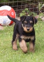 Airedale puppies