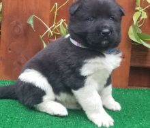 Akita puppies