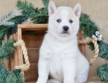 Alaskan Klee Kai puppies