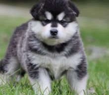 Alaskan Malamute puppies