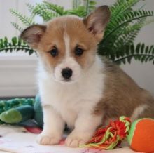 CHARMING C.K.C PEMBROKE WELSH CORGI PUPPIES FOR ADOPTION