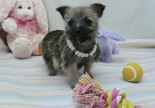 Charming male and female Cairn Terrier puppies for adoption