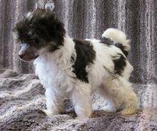 Chinese Crested puppies