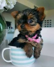 Cute male and female Yorkie puppies available.