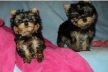 Cute male and female Yorkie puppies available.