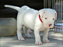 Dogo Argentino Puppies for fast rehoming