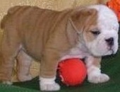 English Bulldog puppies ready