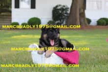 German Shepherd puppies