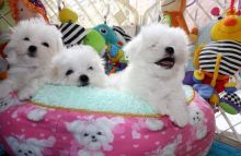 Little cute Maltese puppies Pupps for lovely homes