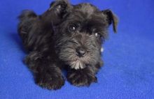 Miniature Schnauzer puppies