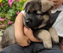 Norwegian Elkhound puppies