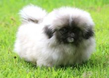 Pekingese puppies