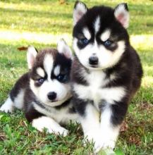 Siberian Husky Puppies With Blue Eyes